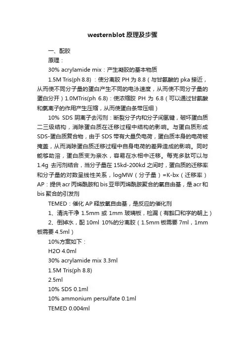 westernblot原理及步骤