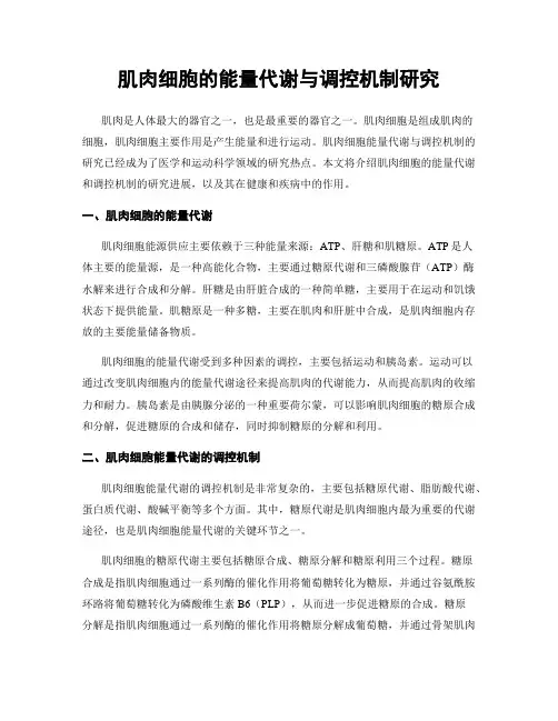 肌肉细胞的能量代谢与调控机制研究