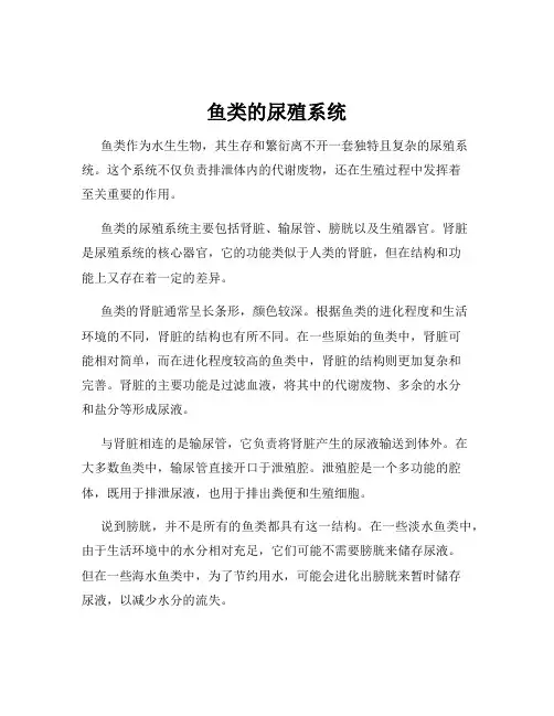 鱼类的尿殖系统