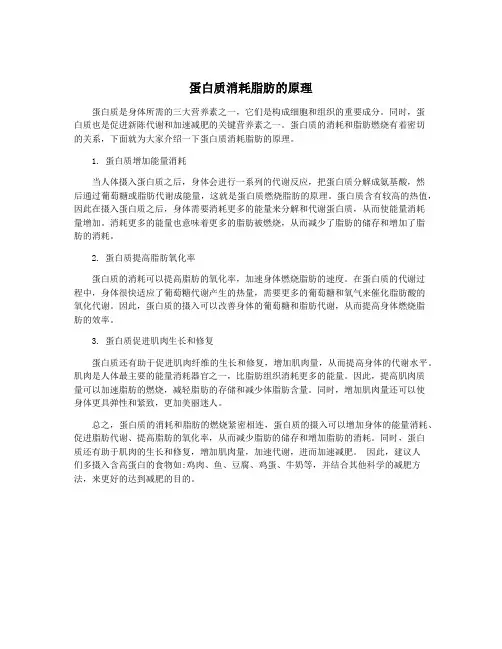蛋白质消耗脂肪的原理