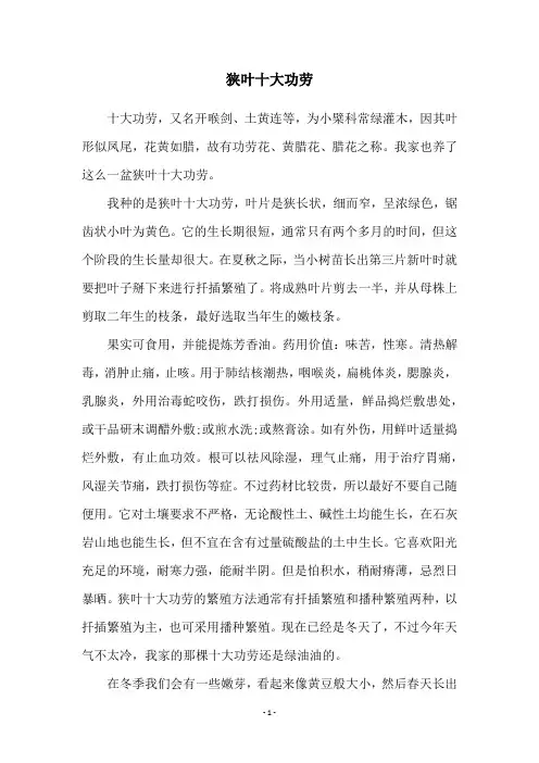 狭叶十大功劳