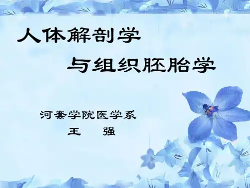 人体解剖学与组织胚胎学-神经系统-脑干-河套学院-王强