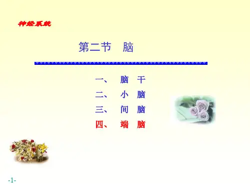 脑解剖ppt课件