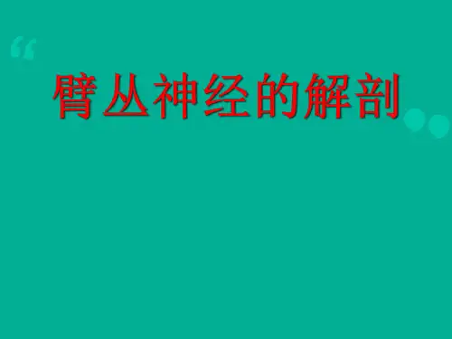 臂丛神经解剖及损伤  ppt课件
