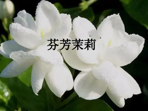 六年级上册音乐课件-1《茉莉花》(江苏民歌) 人音版(2012)