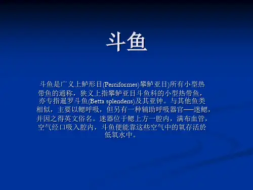 斗鱼鉴赏与养殖技术.PPT
