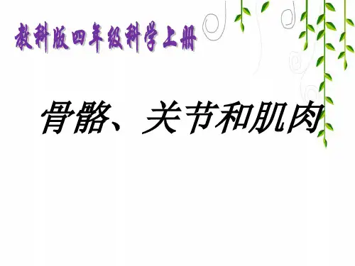 教科版科学四年级上册《骨骼、关节和肌肉》教学课件1课件