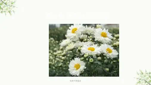花类中药鉴定ppt课件