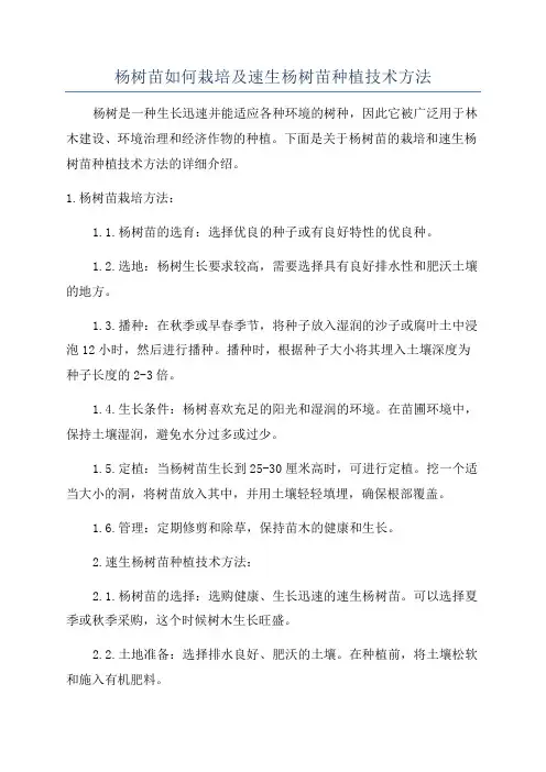 杨树苗如何栽培及速生杨树苗种植技术方法
