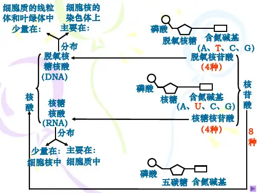 真核细胞的亚显微结构