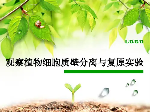 观察植物细胞质壁分离与复原实验ppt课件