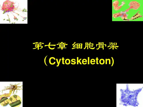 细胞生物学 第七章 细胞骨架