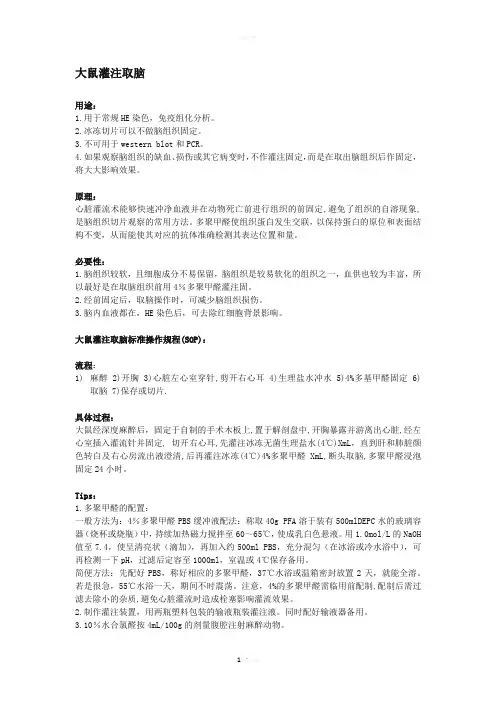 大鼠灌注取脑