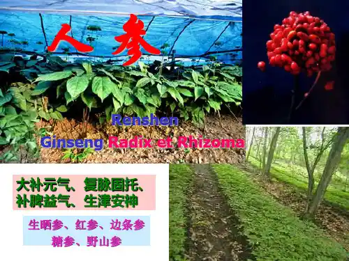 人参全面讲解