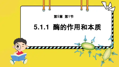 5.1.1酶的作用和本质课件-2024-2025学年高一上生物人教版(2019)必修1