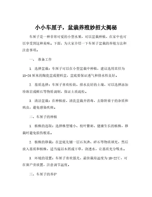 车厘子盆栽的养殖方法和注意事项