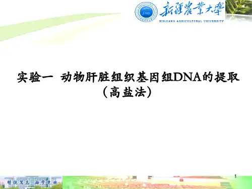 实验一 动物肝脏组织中基因组DNA提取和鉴定-精