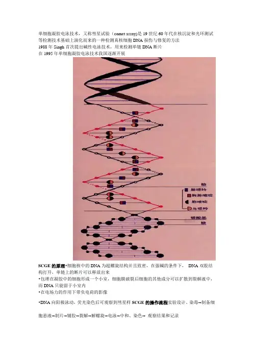电泳
