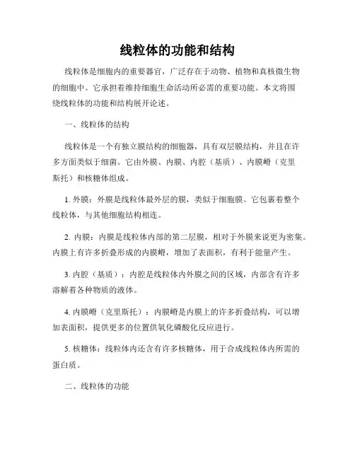 线粒体的功能和结构