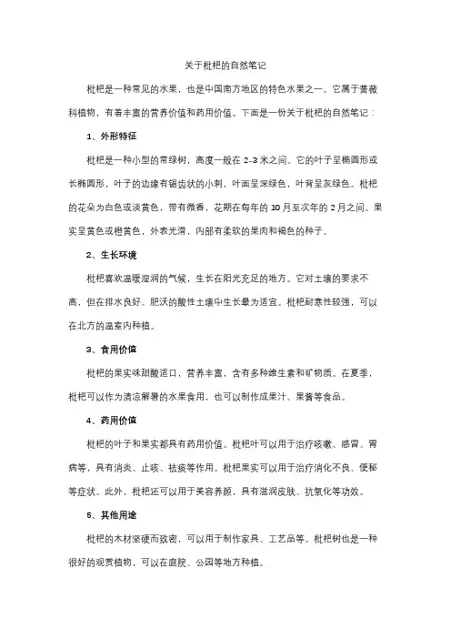 关于枇杷的自然笔记