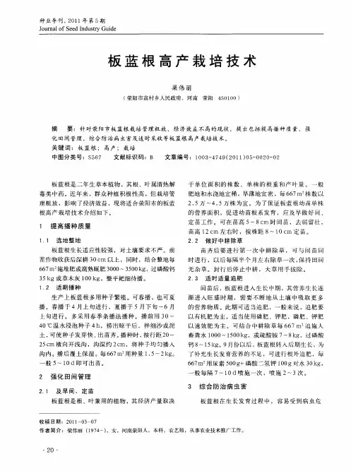 板蓝根高产栽培技术