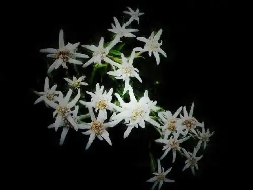 雪绒花   (七年级音乐精品课件)