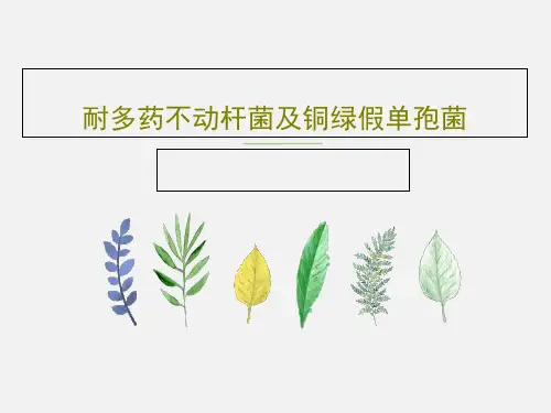 耐多药不动杆菌及铜绿假单孢菌64页PPT