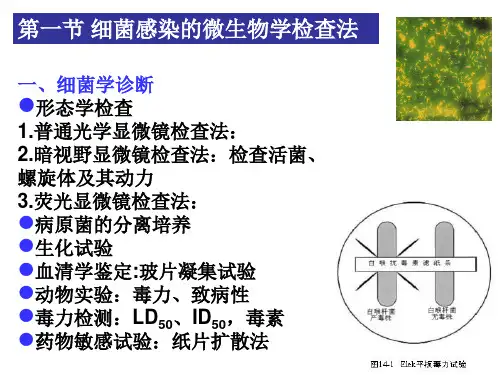 细菌与病毒的病原学检查法