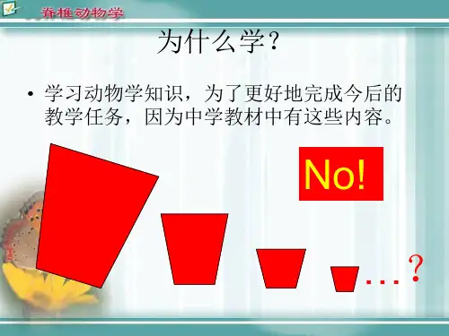 脊索动物门最新PPT课件