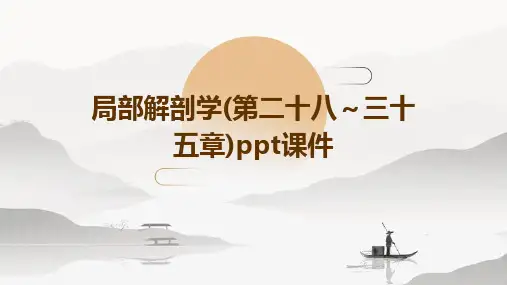 局部解剖学(第二十八～三十五章)PPT课件