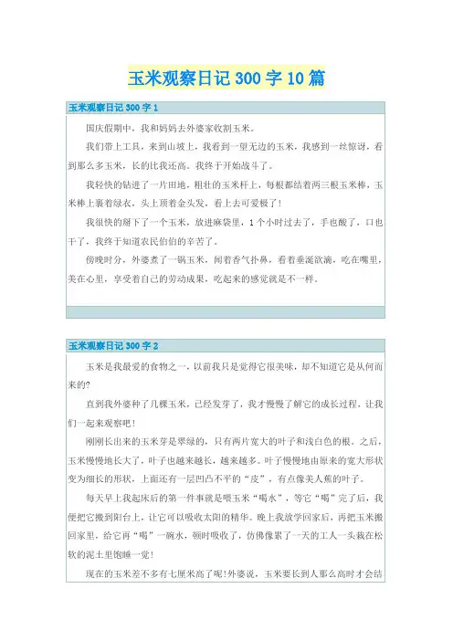 玉米观察日记300字10篇