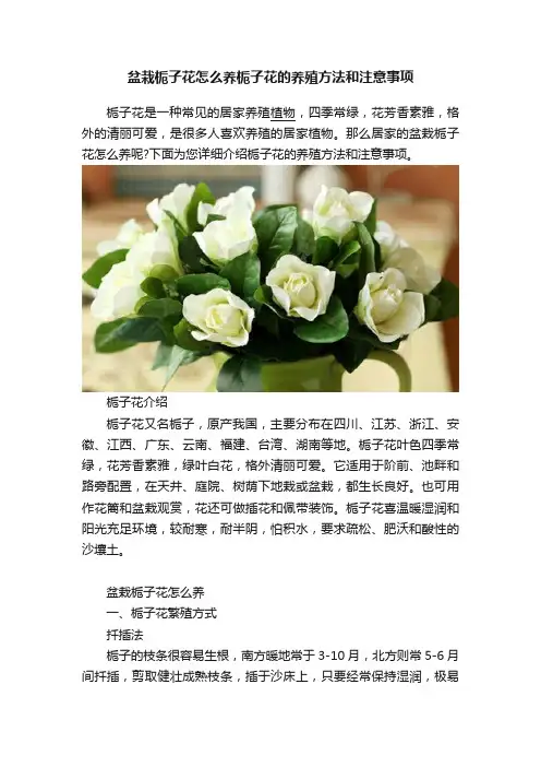 盆栽栀子花怎么养栀子花的养殖方法和注意事项