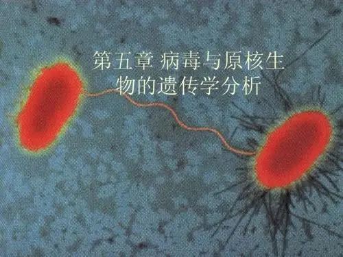 遗传学第五章  病毒与原核生物的遗传学分析