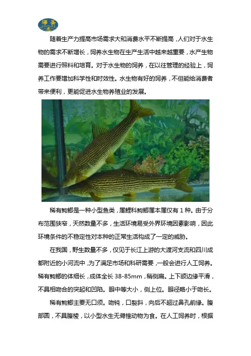 稀有鮈鲫饲养