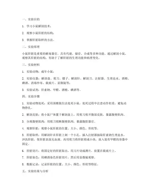 小鼠解剖取肝脏实验报告