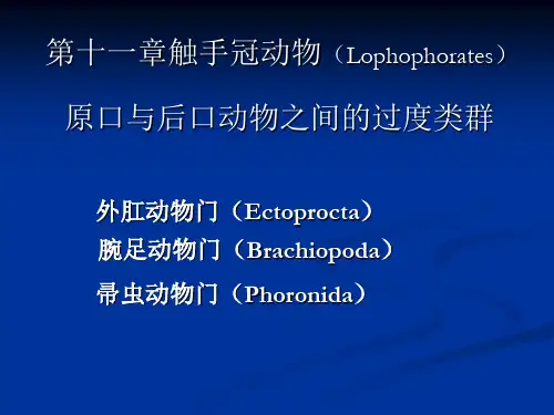 触手冠动物