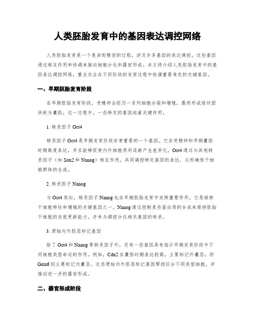 人类胚胎发育中的基因表达调控网络