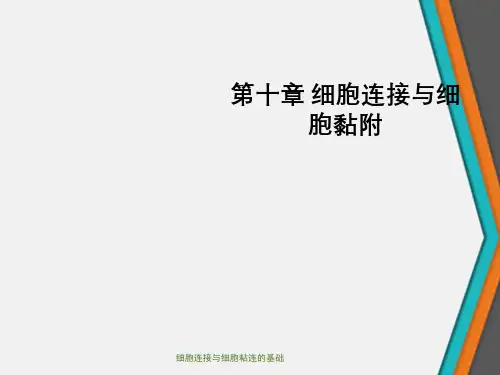 细胞连接与细胞粘连的基础