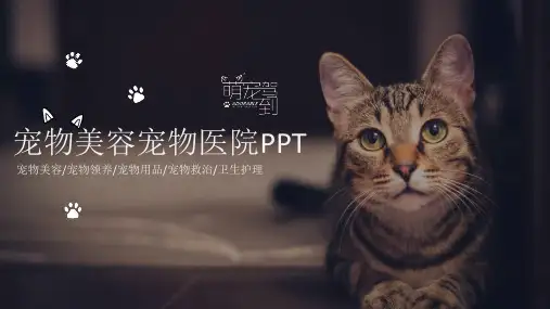 宠物美容宣传PPT模板