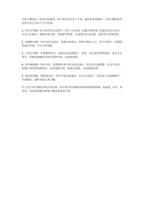 玉米小穗发育过程