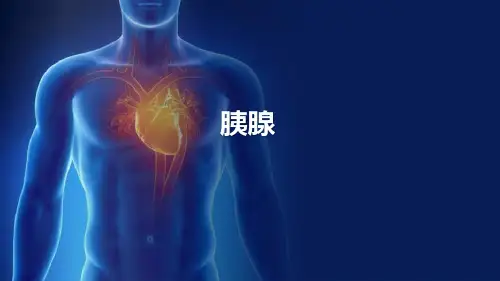 消化腺—胰腺(组织胚胎学)