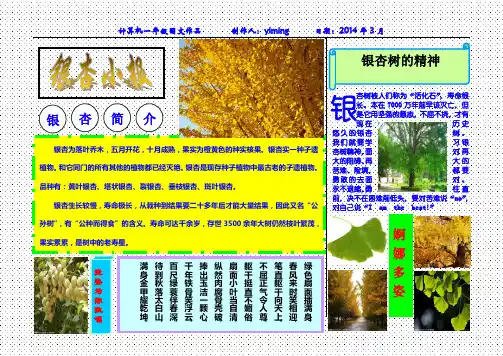银杏小报图文混排