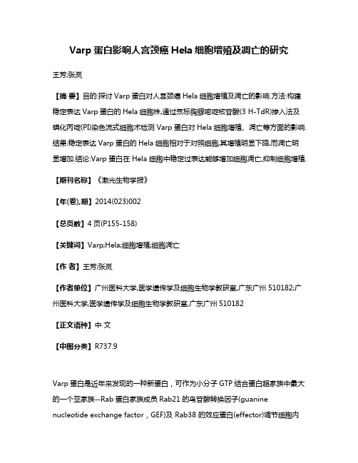 Varp蛋白影响人宫颈癌Hela细胞增殖及凋亡的研究
