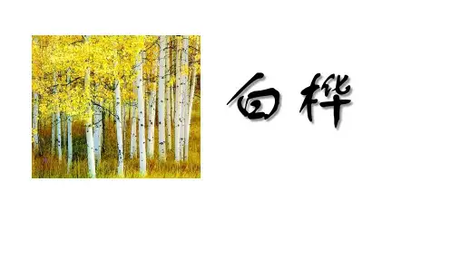 部编版语文四年级下册11《白桦》课件(共23张PPT)