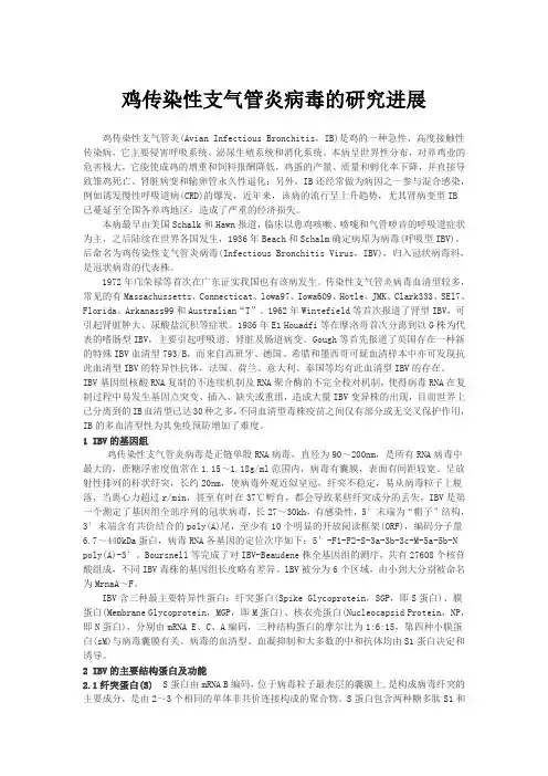 鸡传染性支气管炎病毒的研究进展