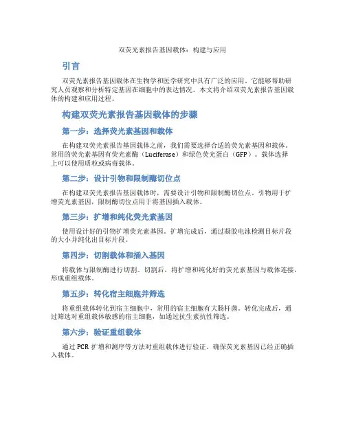 双荧光素报告基因载体