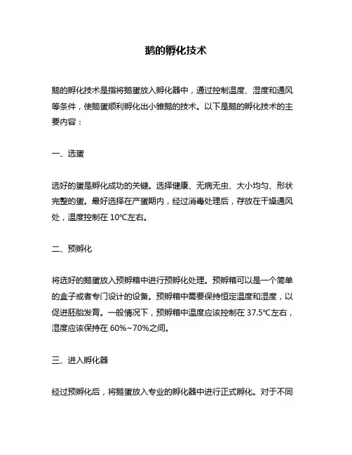 鹅的孵化技术