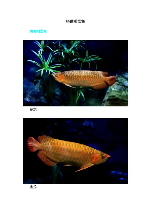 热带观赏鱼