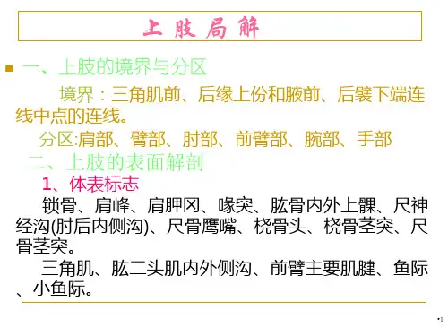 上肢局解幻灯片