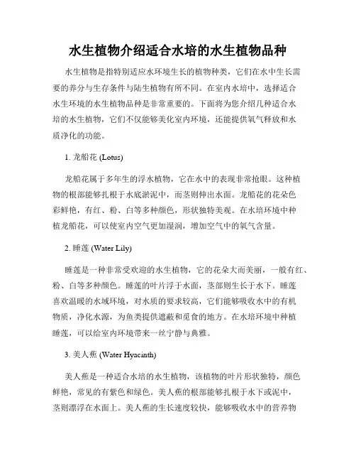 水生植物介绍适合水培的水生植物品种